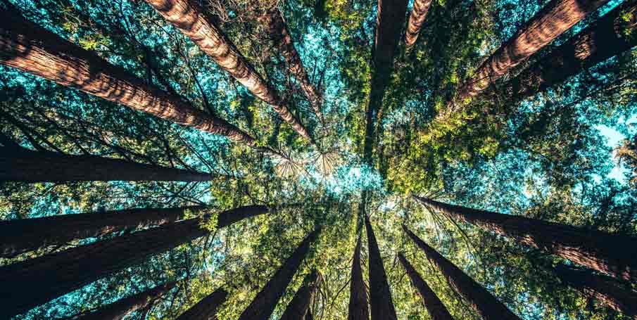 wald
